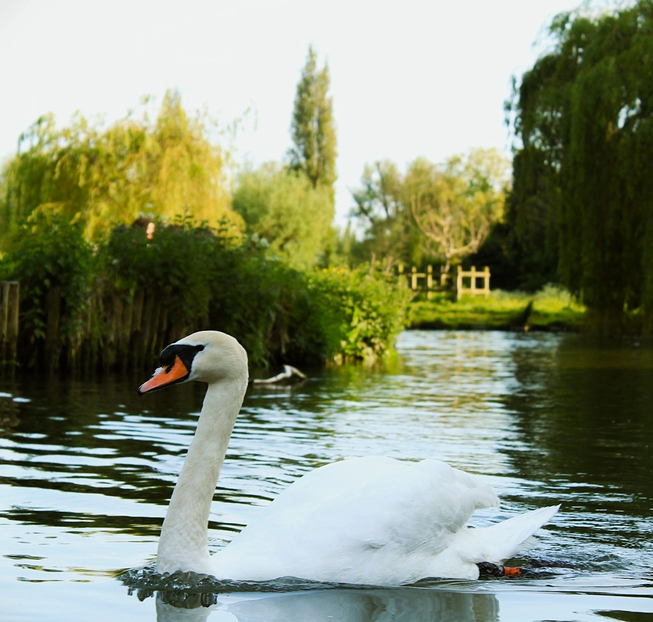 Cambridge 12